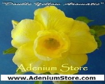 Adenium Seed Germination Guide